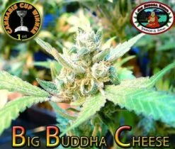 Big Buddha Cheese - Feminised - Big Buddha Seeds -Uitgelichte Plantenzaadwinkel 07703 big buddha cheese big buddha 2 1