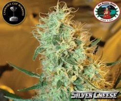 Silver Cheese - 5PACK - Feminised - Big Buddha Seeds 5 Silver Cheese - 5PACK - Feminised - Big Buddha Seeds -Uitgelichte Plantenzaadwinkel 09010 silver cheese big buddha seeds