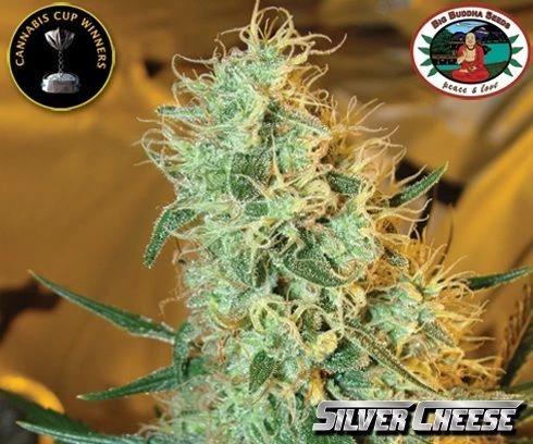 Silver Cheese - 5PACK - Feminised - Big Buddha Seeds 4 Silver Cheese - 5PACK - Feminised - Big Buddha Seeds - Afbeelding 2