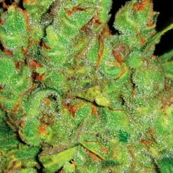 1024 - Feminised - MedicalSeeds