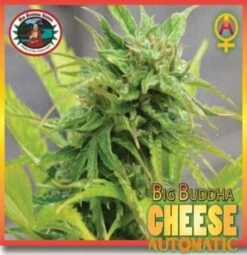 Big Buddha Cheese Autoflowering - 10-pack - Feminised - Big Buddha Seeds -Uitgelichte Plantenzaadwinkel 1452337 2