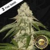 Pisthash - 5-pack - Feminised - T.H.Seeds -Uitgelichte Plantenzaadwinkel 1 biscotti french macaron 3 female cannabis seeds th seeds