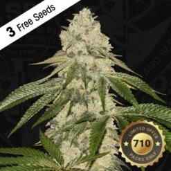 Pisthash - 5-pack - Feminised - T.H.Seeds