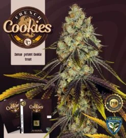 French Cookies - 5PACK - Feminised - T.H.Seeds