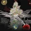 Red Candy Apple - 2-pack (Limited Edition) - Feminised - T.H.Seeds