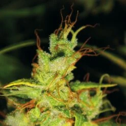 2046 - Feminised - MedicalSeeds -Uitgelichte Plantenzaadwinkel 2046