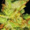 2046 - Feminised - MedicalSeeds -Uitgelichte Plantenzaadwinkel 2046 upclose