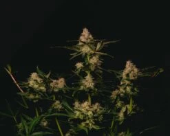 Garlic Cookies - 5-pack - Feminised - Pure Instinto Seeds -Uitgelichte Plantenzaadwinkel 211127 garlic cookies f38