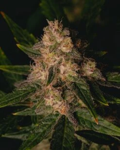 Garlic Cookies - 5-pack - Feminised - Pure Instinto Seeds -Uitgelichte Plantenzaadwinkel 211127 garlic cookies f38 3