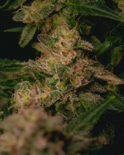 Garlic Cookies - 5-pack - Feminised - Pure Instinto Seeds -Uitgelichte Plantenzaadwinkel 211127 garlic cookies f38 4