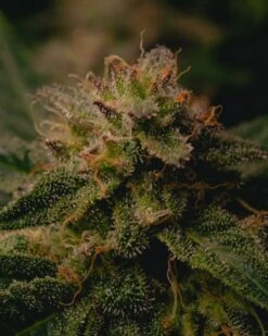 Garlic Cookies - 5-pack - Feminised - Pure Instinto Seeds -Uitgelichte Plantenzaadwinkel 211127 garlic cookies f38 5