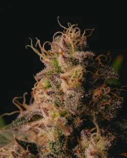 Garlic Cookies - 5-pack - Feminised - Pure Instinto Seeds -Uitgelichte Plantenzaadwinkel 211127 garlic cookies f38 6