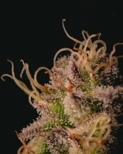 Garlic Cookies - 5-pack - Feminised - Pure Instinto Seeds -Uitgelichte Plantenzaadwinkel 211127 garlic cookies f38 7