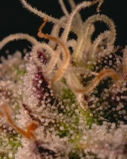 Garlic Cookies - 5-pack - Feminised - Pure Instinto Seeds -Uitgelichte Plantenzaadwinkel 211127 garlic cookies f38 8