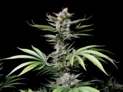 Cherry Cola Auto - 5-pack - Feminised - Fast Buds Seeds -Uitgelichte Plantenzaadwinkel 30633e34d878334cdf38cf75b77489f1