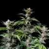 Cherry Cola Auto - 5-pack - Feminised - Fast Buds Seeds -Uitgelichte Plantenzaadwinkel 373565f4262e8f19e41ece2d6d65ccfe