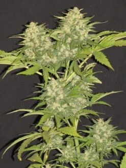 Critical Super Silver Haze - 5-pack - Feminised - Delicious Seeds -Uitgelichte Plantenzaadwinkel 39 1