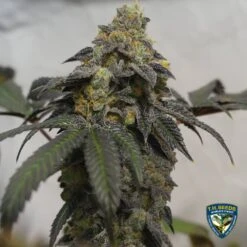 French Cookies - 5PACK - Feminised - T.H.Seeds -Uitgelichte Plantenzaadwinkel 3 t.h.seeds french cookies