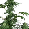 420 Punch - Feminised - Sensi Seeds -Uitgelichte Plantenzaadwinkel 420 punch feminized xl