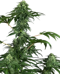 420 Punch - Feminised - Sensi Seeds