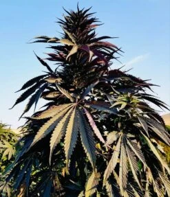 Chimtal - 15-pack - Regular - Baaba Qo 7 Chimtal - 15-pack - Regular - Baaba Qo -Uitgelichte Plantenzaadwinkel 659c1174 2ebc 4a57 ace8 90b66694e2d8