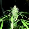 80’s Durban Poison - 12-pack - Regular - Khalifa Genetics -Uitgelichte Plantenzaadwinkel 80s durban poison landrace 3