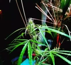 80’s Durban Poison - 12-pack - Regular - Khalifa Genetics -Uitgelichte Plantenzaadwinkel 80s durban poison landrace 4