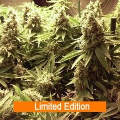 9 Alarm - 6PACK - Regular - Jinxproof Genetics -Uitgelichte Plantenzaadwinkel 9 alarm jinxproof genetics