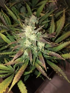 Gorilla Auto - 5-pack - Feminised - Fast Buds Seeds -Uitgelichte Plantenzaadwinkel a53432362a0b5ed397a3477e59a39253