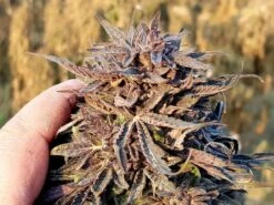 Chimtal - 15-pack - Regular - Baaba Qo 8 Chimtal - 15-pack - Regular - Baaba Qo -Uitgelichte Plantenzaadwinkel ab4b9d8a 94c8 4873 8ffa e21d36d5d758