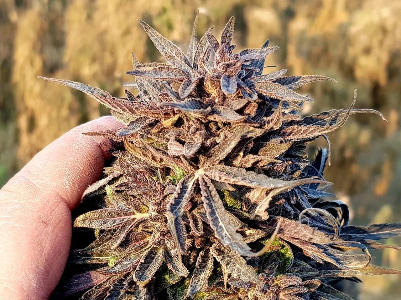 Chimtal - 15-pack - Regular - Baaba Qo 5 Chimtal - 15-pack - Regular - Baaba Qo - Afbeelding 3