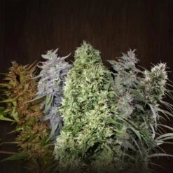 ACE Mix - 5-pack - Feminised - ACE Seeds