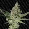 Acid - Feminised - Paradise Seeds 1 Acid - Feminised - Paradise Seeds -Uitgelichte Plantenzaadwinkel acid