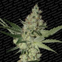 Acid - Feminised - Paradise Seeds