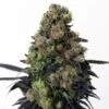 Acid Dough - 5-pack - Feminised - Ripper Seeds -Uitgelichte Plantenzaadwinkel acid dough feminized cannabis seeds