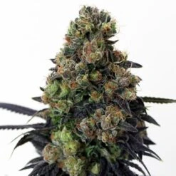 Acid Dough - 5-pack - Feminised - Ripper Seeds