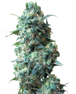 Afghan Kush - 10-pack - Regular - White Label