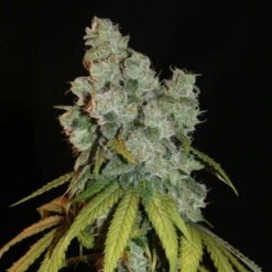 Afghan Lemon - 6-pack - Feminised - Khalifa Genetics
