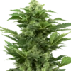 Afghan Pearl CBD Auto - Feminised - Sensi Seeds -Uitgelichte Plantenzaadwinkel afghan pearl cbd automatic xl 1 2