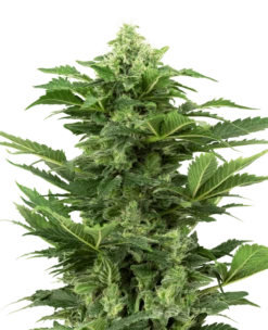 Afghan Pearl CBD Auto - Feminised - Sensi Seeds
