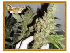 Afghan Cow - 5PACK - Feminised - Dr. Krippling