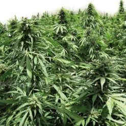 Afghan Express Auto - Feminised - Positronics