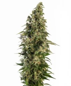 Afghani #1 Autoflowering - Feminised - Sensi Seeds