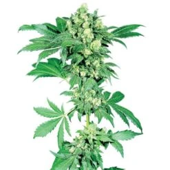 Afghani #1 - Regular - Sensi Seeds