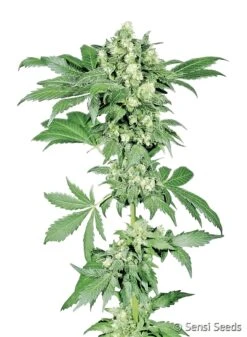 Afghani #1 - Feminised - Sensi Seeds