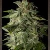 Afgooey - 5PACK - Feminised - Strain Hunters 2 Afgooey - 5PACK - Feminised - Strain Hunters -Uitgelichte Plantenzaadwinkel afgooey