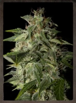 Afgooey - 5PACK - Feminised - Strain Hunters