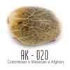 AK-020 - Amsterdam Genetics