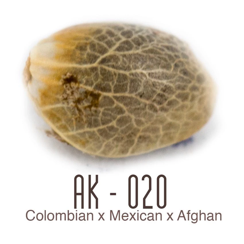 AK-020 - Amsterdam Genetics 3 AK-020 - Amsterdam Genetics