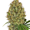 AK 420 - Feminised - White Label 2 AK 420 - Feminised - White Label -Uitgelichte Plantenzaadwinkel ak 420 feminized whitelabel
